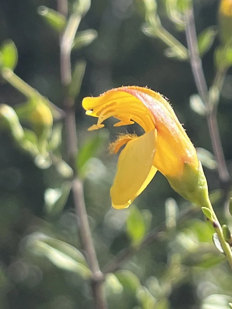 Keckiella Antirrhinoides