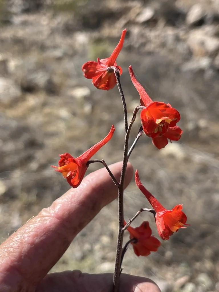 Delphinium Cardinale