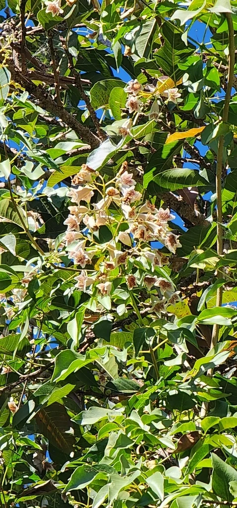 Pandorea Pandorana