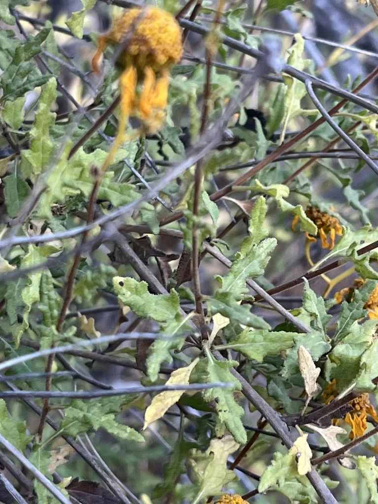 Bahiopsis Laciniata