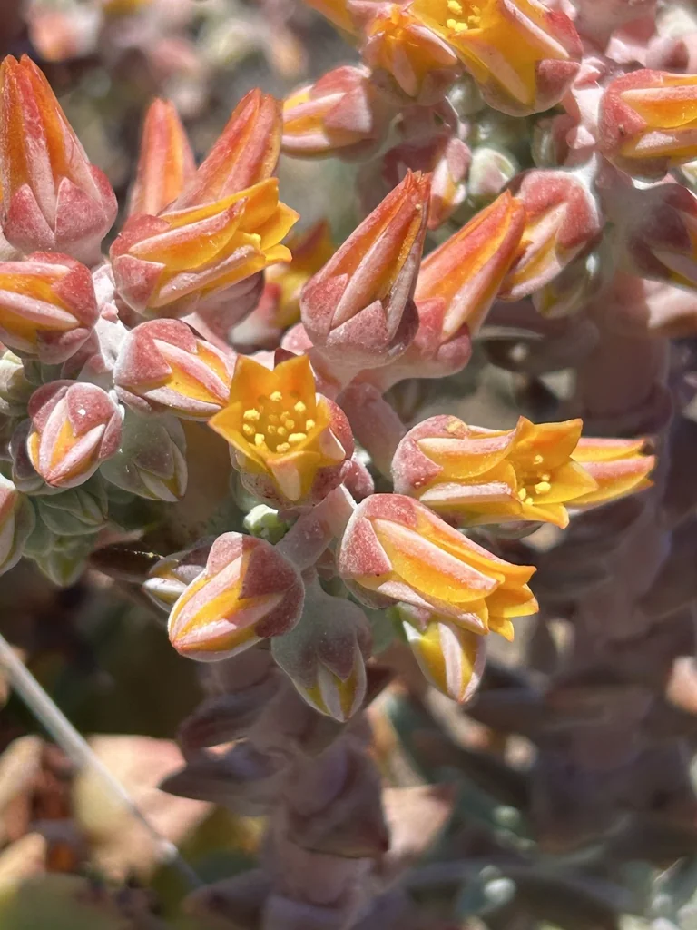 Dudleya Palmeri