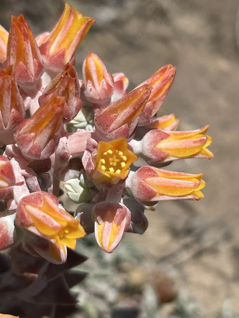 Dudleya Palmeri