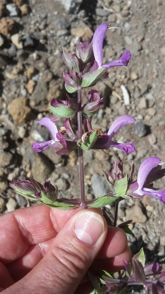 Salvia Canariensis