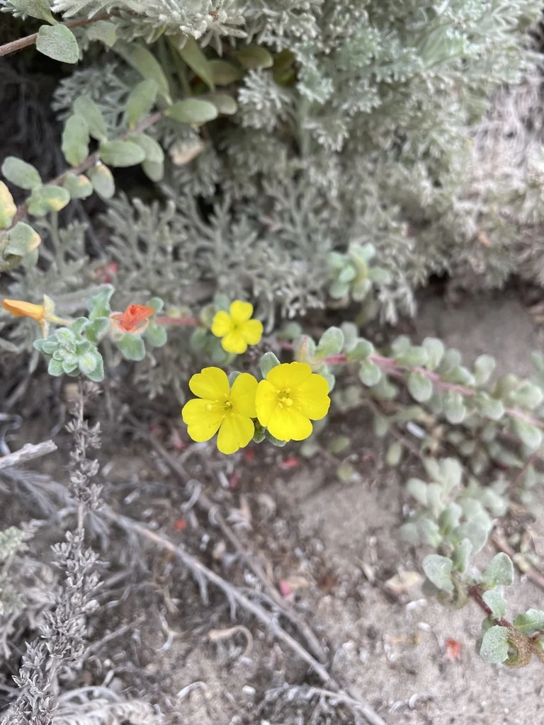 Camissonia Cheiranthifolia