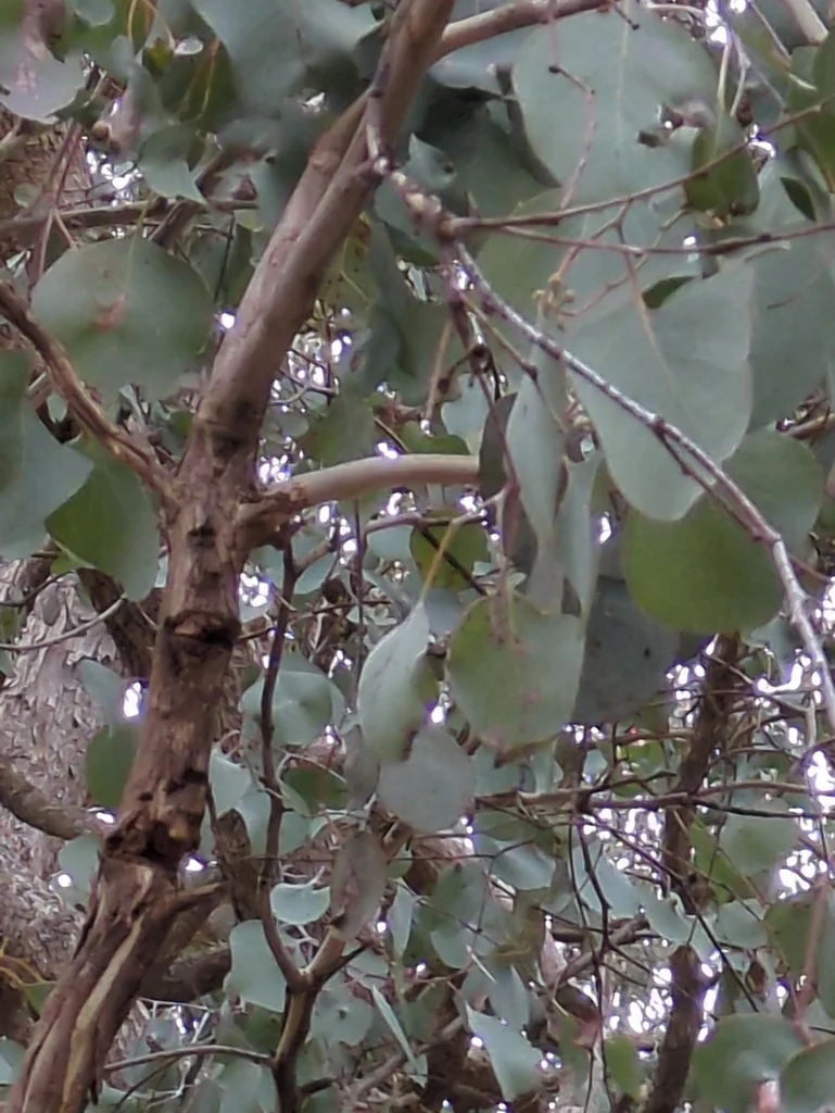 Eucalyptus Polyanthemos