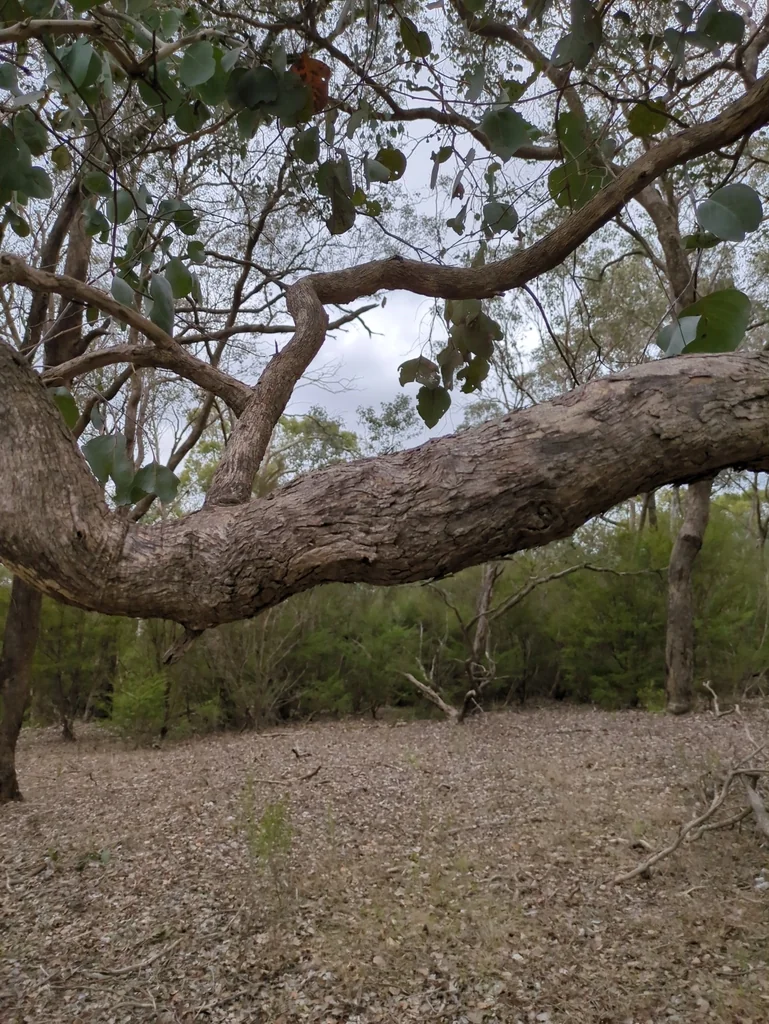 Eucalyptus Polyanthemos