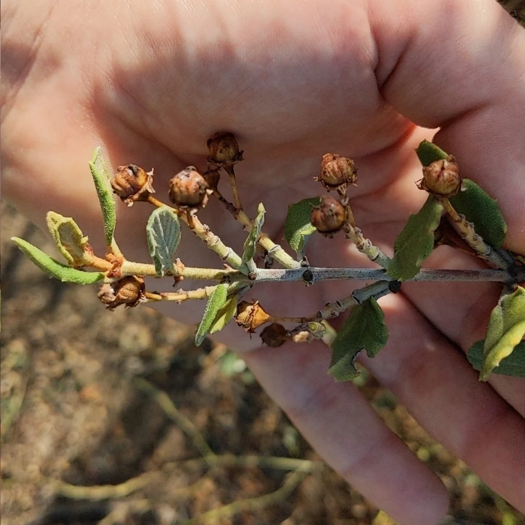 Ceanothus Crassifolius