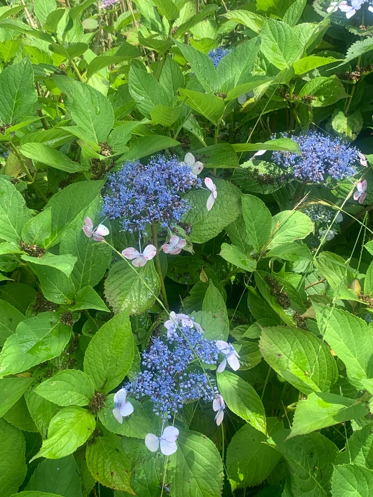 Hydrangea macrophylla × serrata