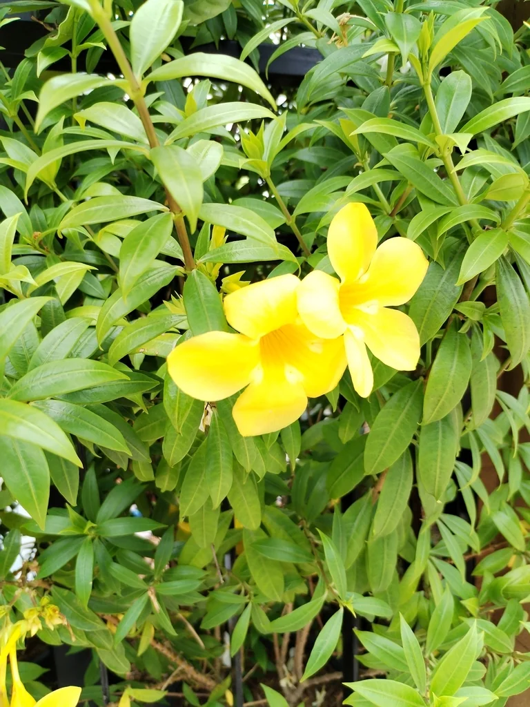 Allamanda Cathartica