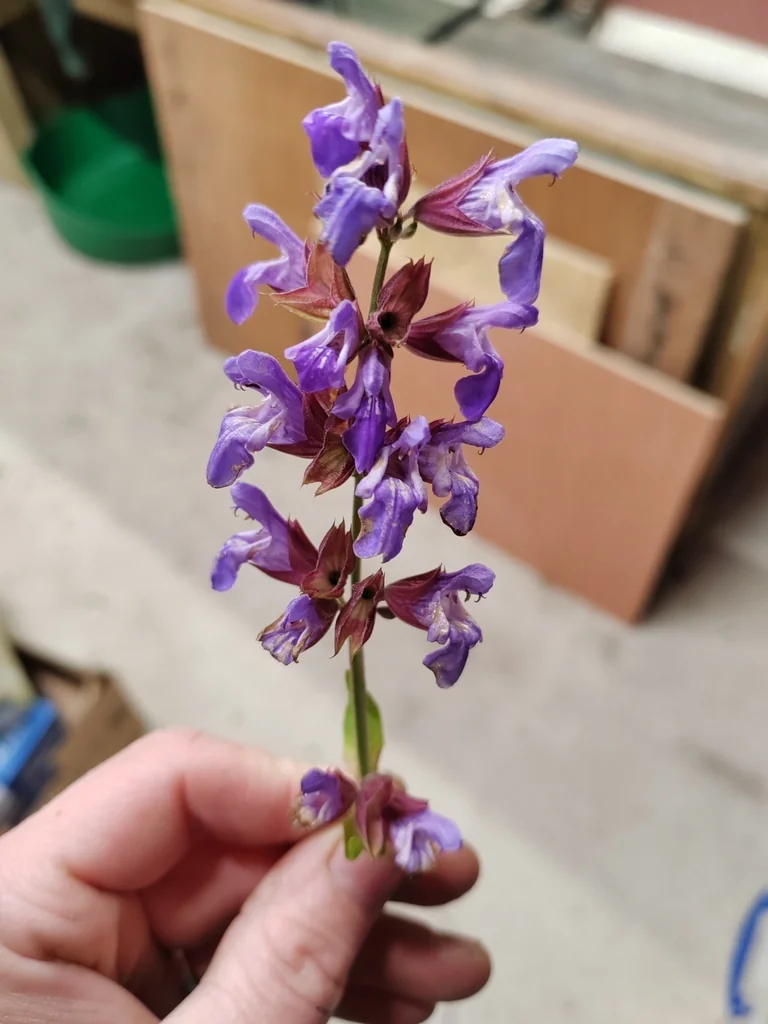 Salvia Officinalis