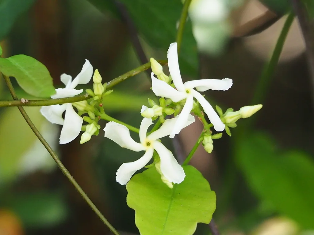 Trachelospermum Jasminoides