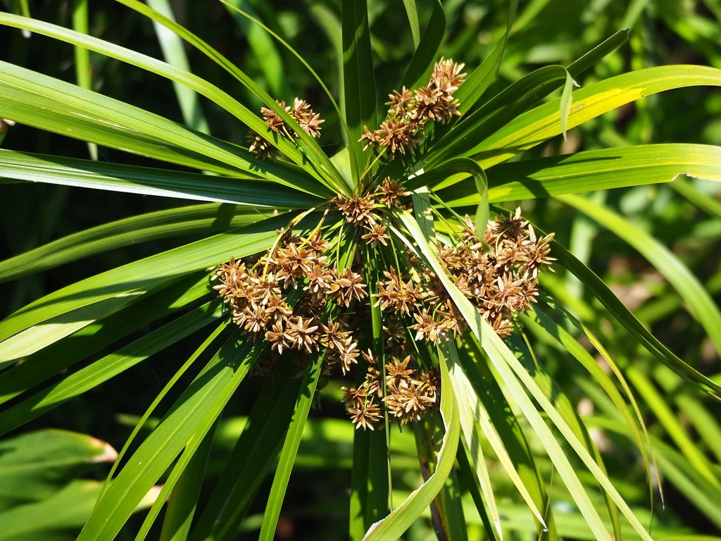 Cyperus involucratus