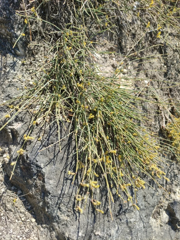 Ephedra Distachya