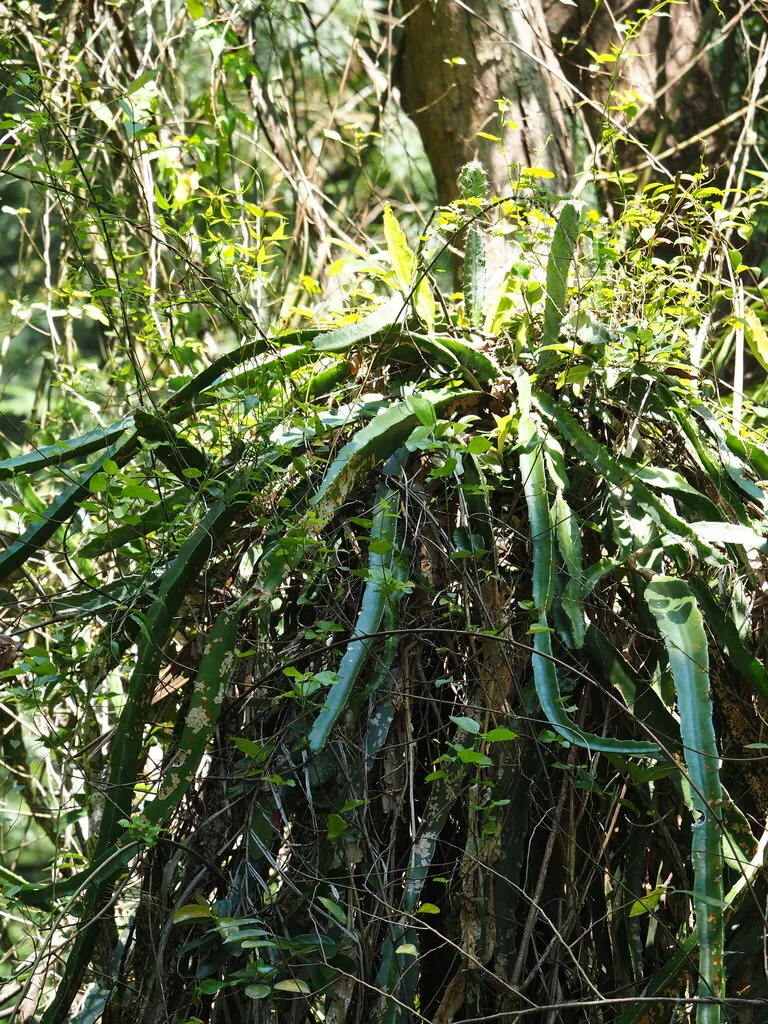 Hylocereus Undatus
