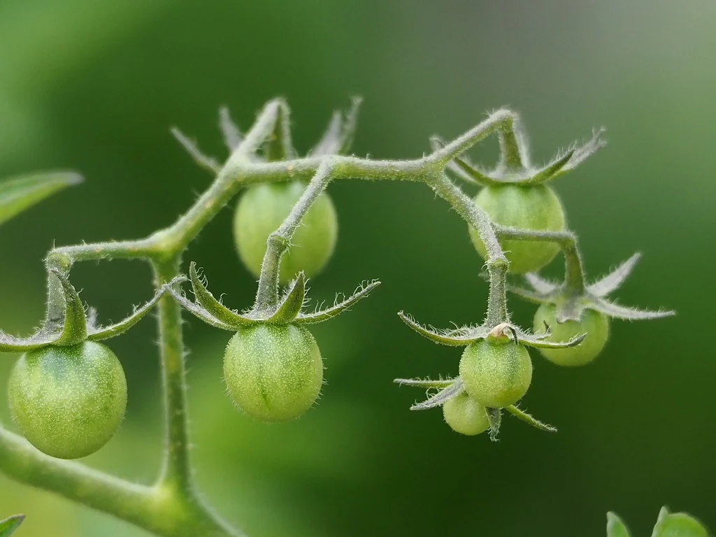 Solanum Lycopersicum Var. Cerasiforme
