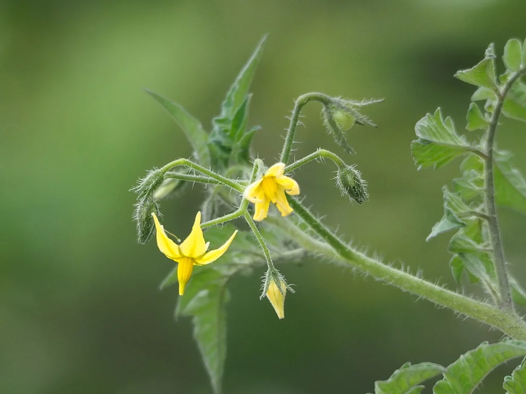 Solanum Lycopersicum Var. Cerasiforme