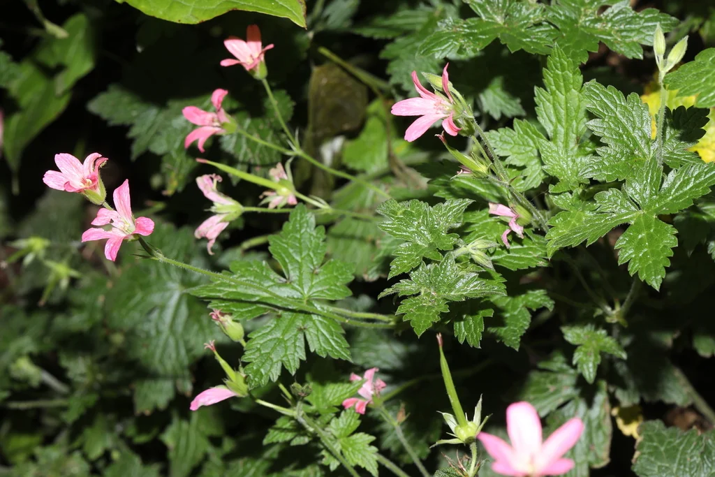 Geranium Endressii
