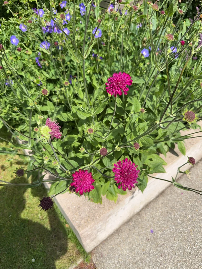 Knautia Macedonica