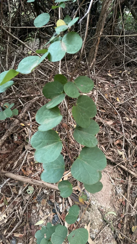 Bauhinia Galpinii