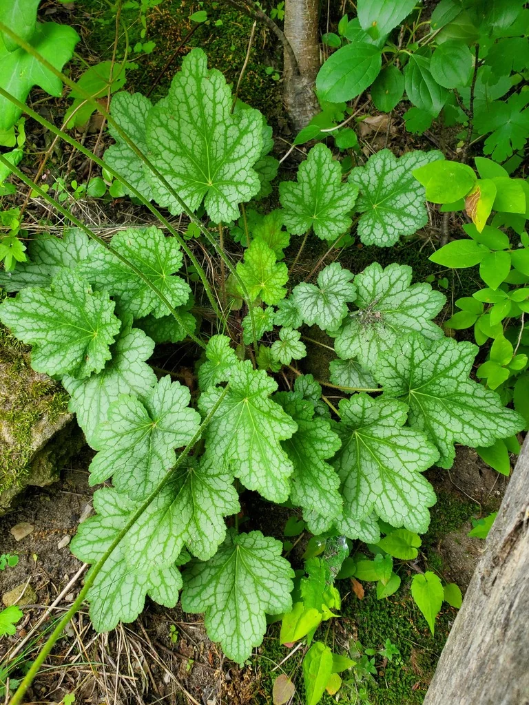 Heuchera Americana