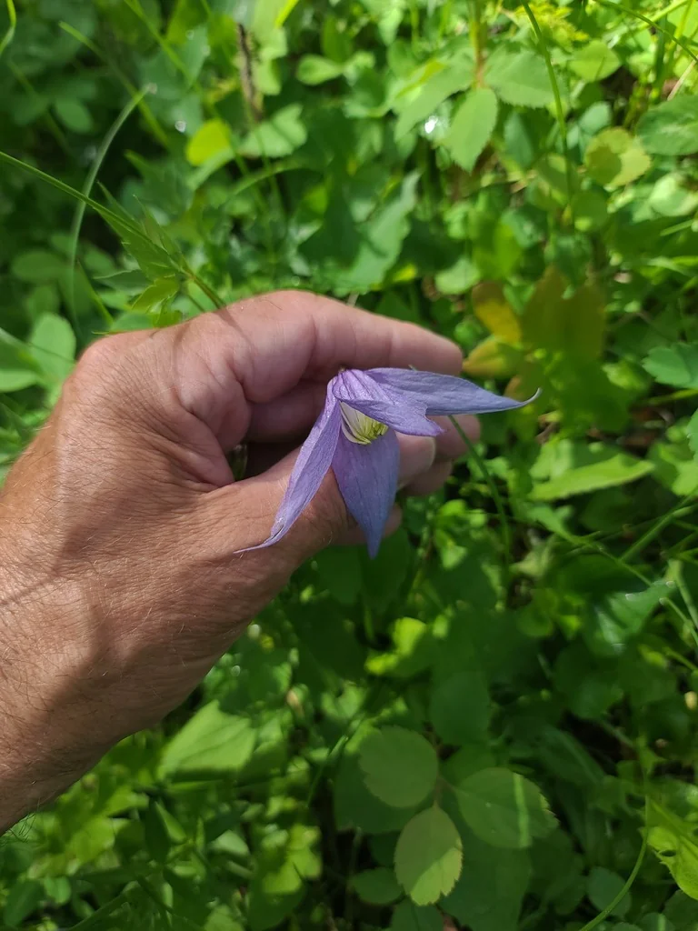 Clematis Columbiana