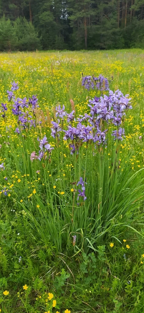 Iris Sibirica