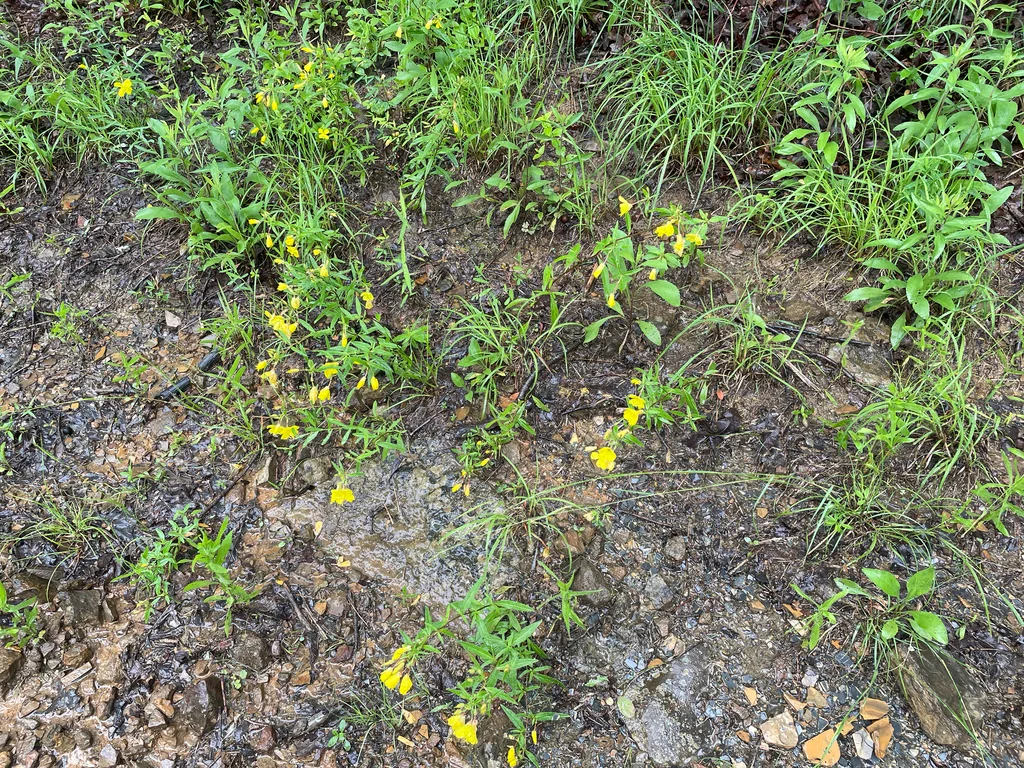 Oenothera Fruticosa