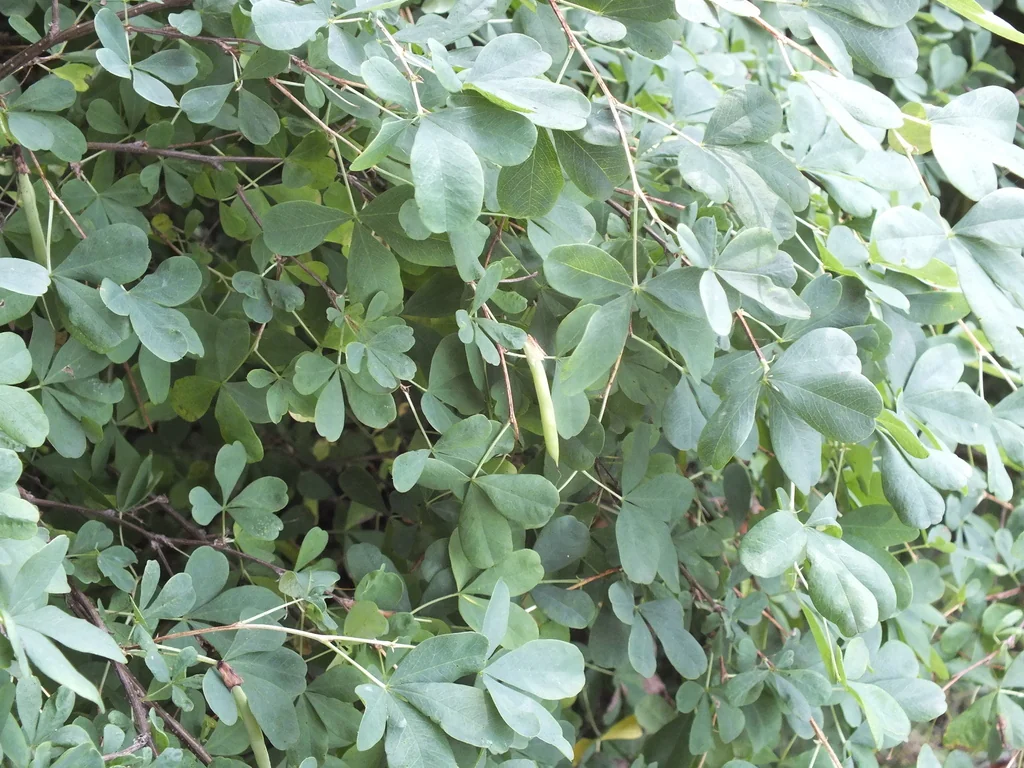 Caragana frutex
