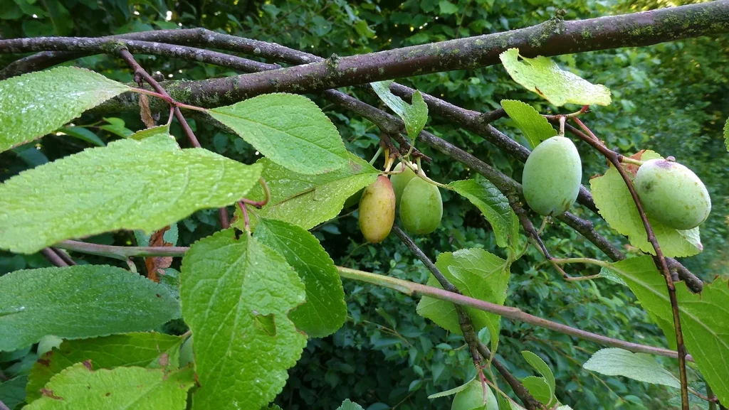 Prunus Domestica