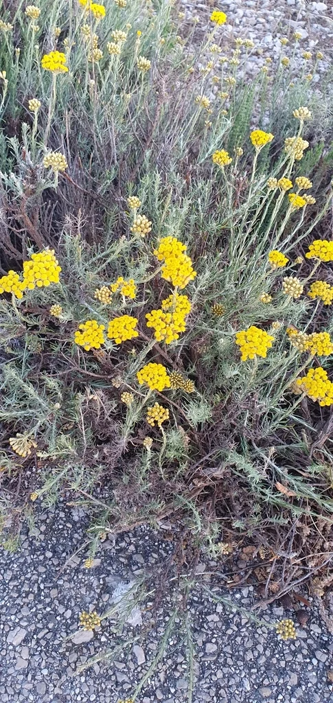 Helichrysum Italicum