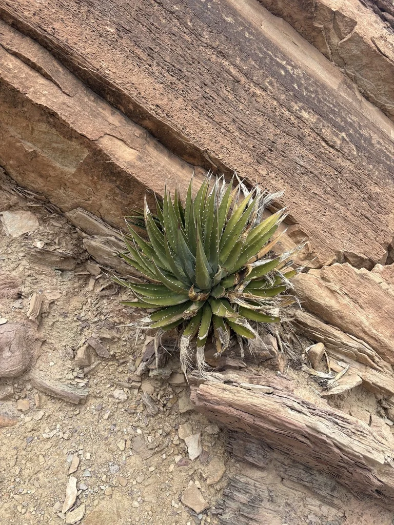 Agave Utahensis