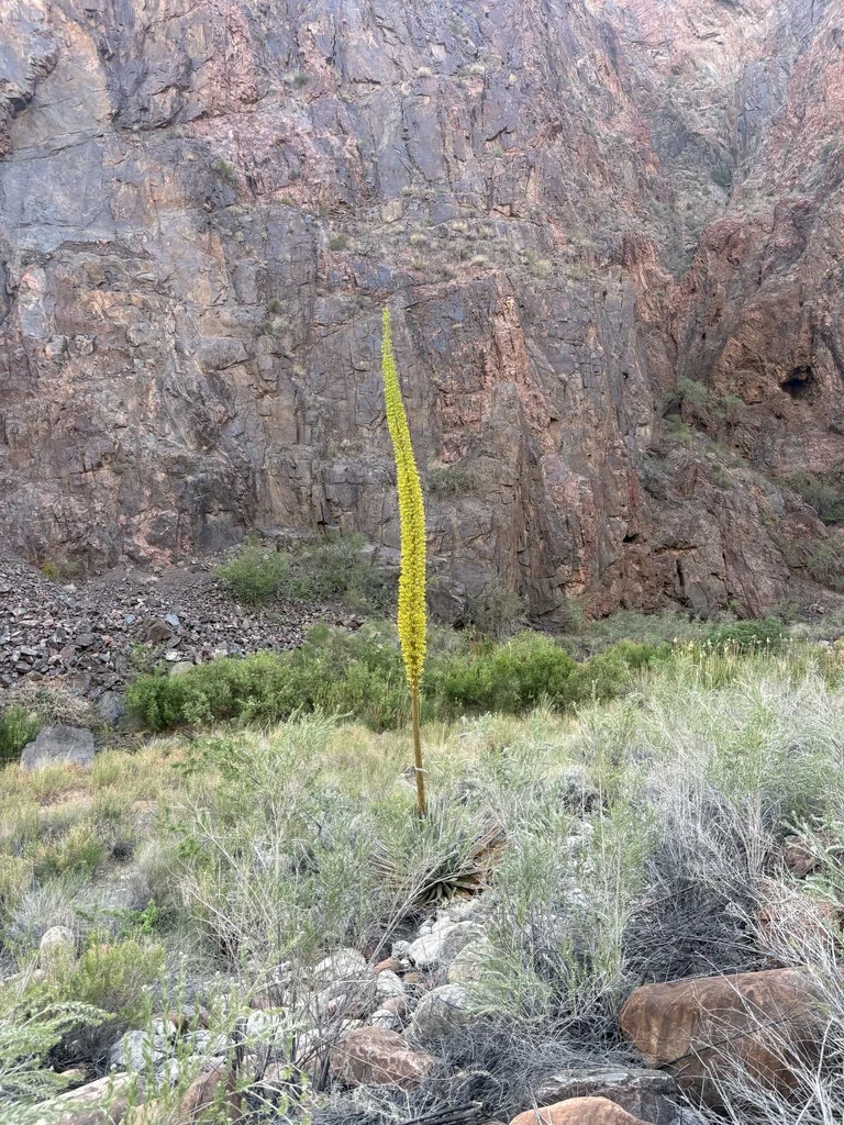 Agave Utahensis