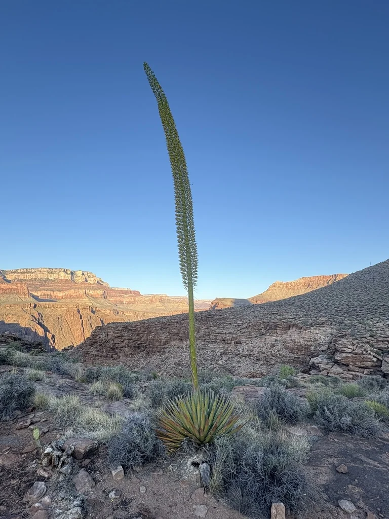 Agave Utahensis