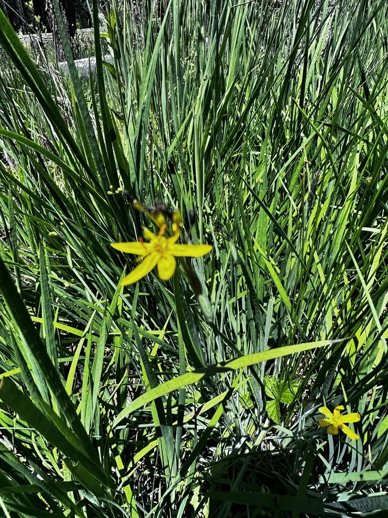 Sisyrinchium Californicum