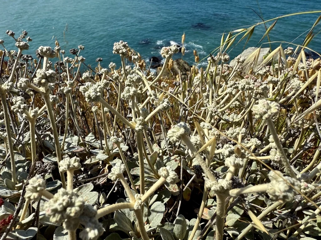 Eriogonum latifolium