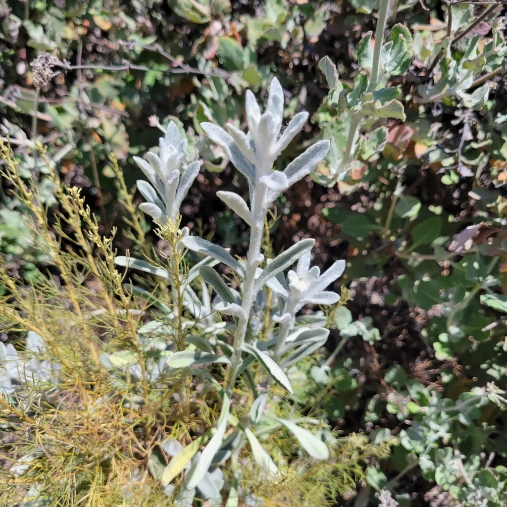 Pseudognaphalium Microcephalum