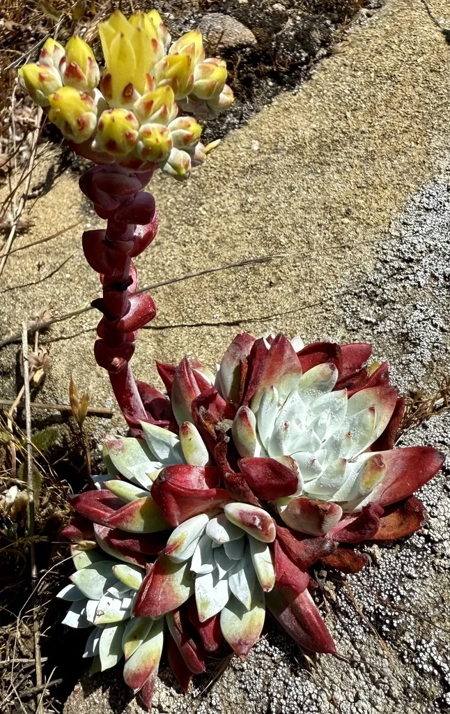 Dudleya Farinosa