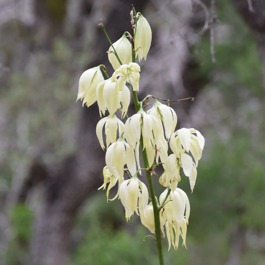Yucca Rupicola