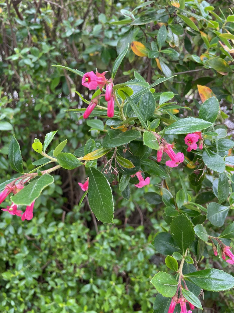 Escallonia Rubra