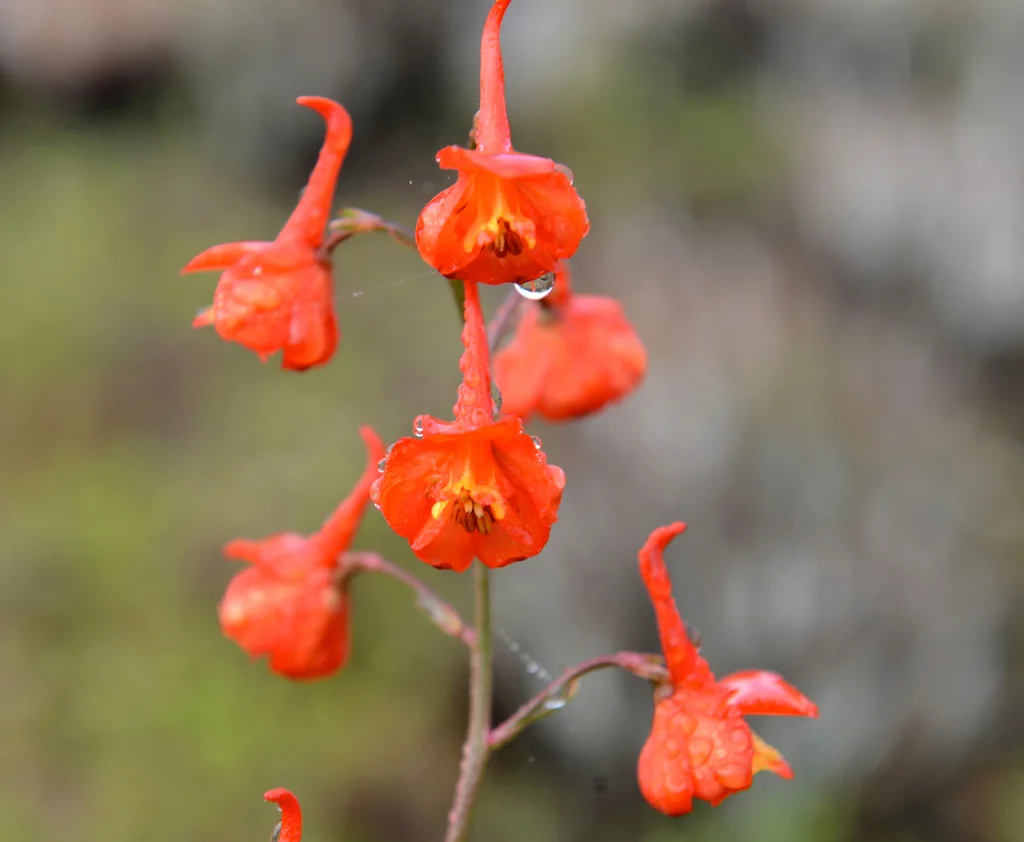 Delphinium Cardinale