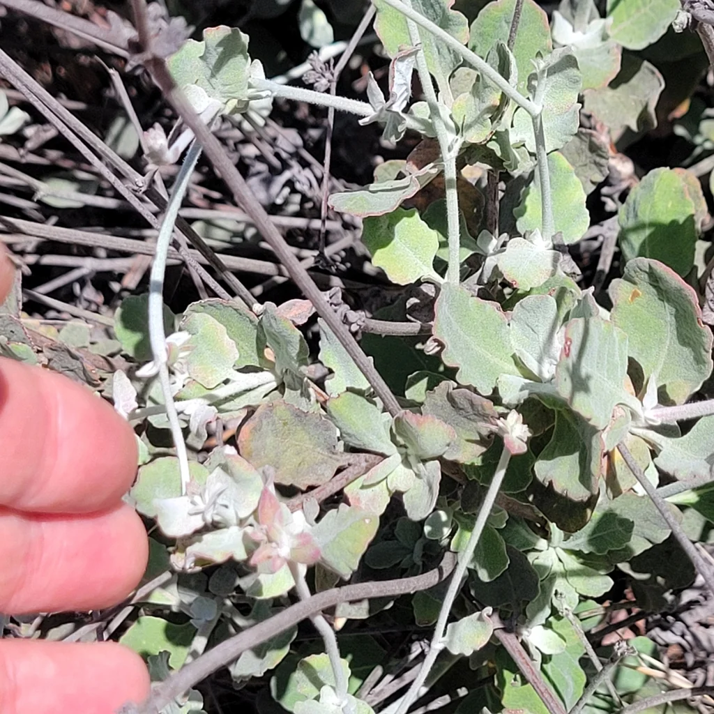 Eriogonum Cinereum