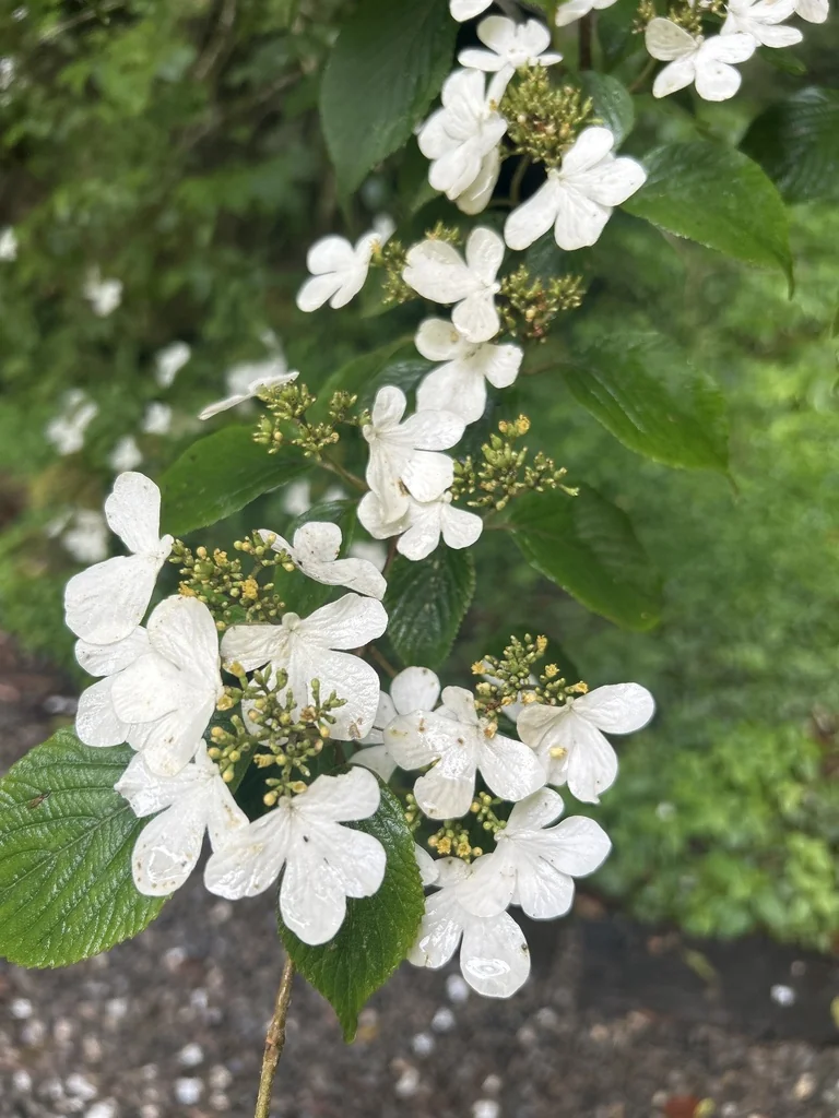 Viburnum Plicatum