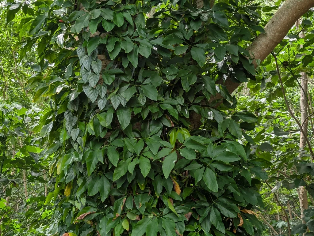 Syngonium podophyllum