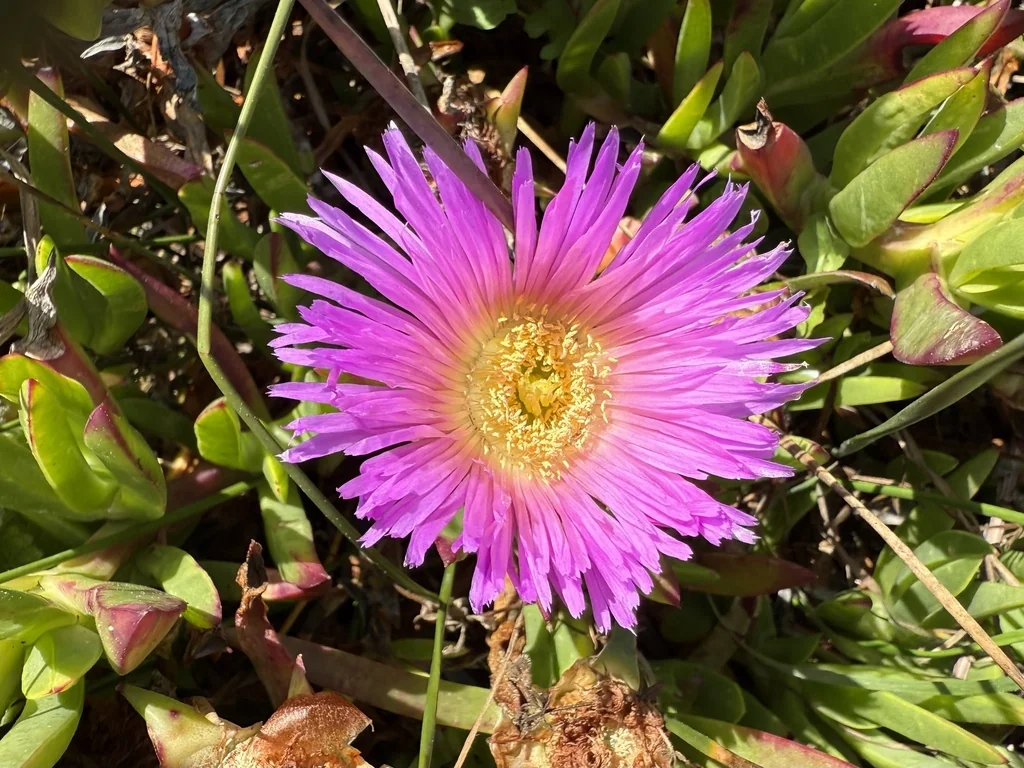 Carpobrotus Chilensis