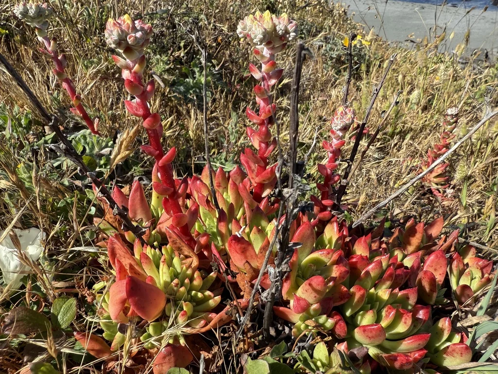 Dudleya Farinosa