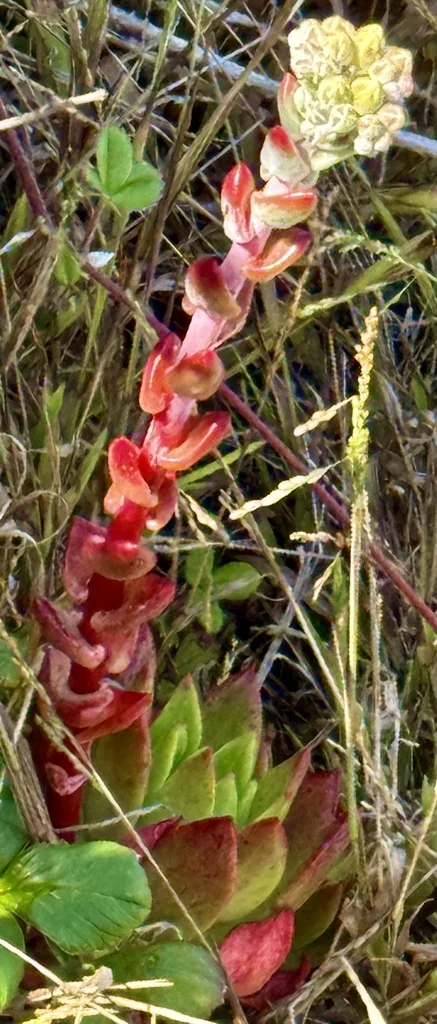Dudleya Farinosa