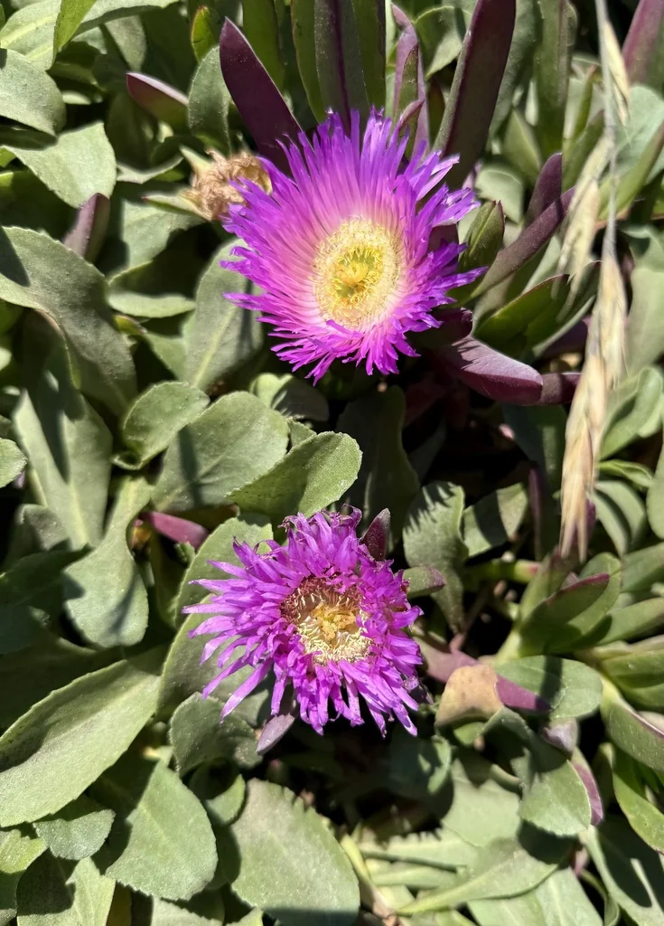 Carpobrotus Chilensis