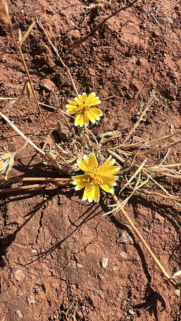 Layia Platyglossa