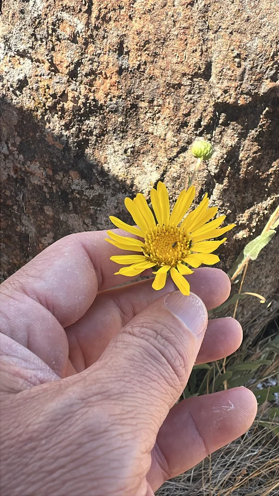 Grindelia Hirsutula