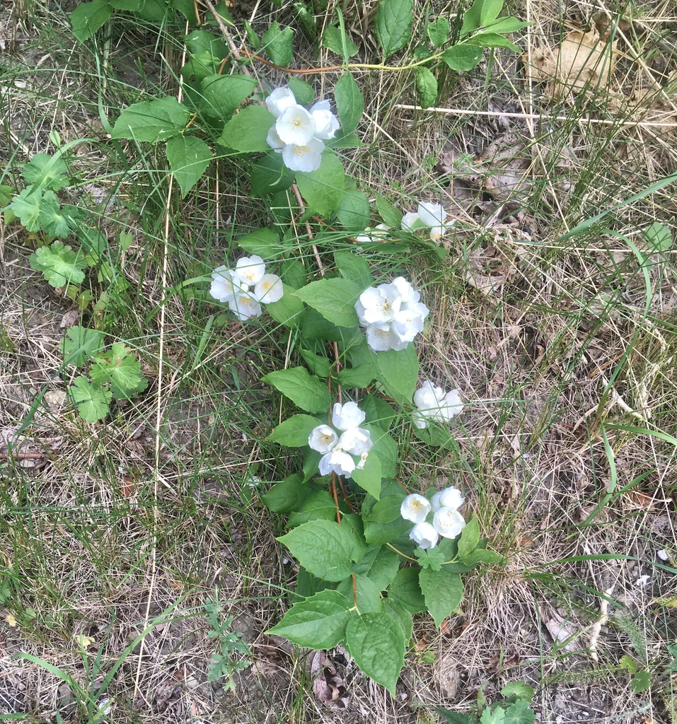 Philadelphus Coronarius